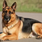 German Shepherd