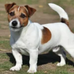 Jack Russell Terrier
