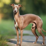 Italian Greyhound