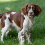 Springer Spaniel