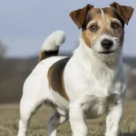 Jack Russell Dog