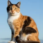 Male Calico Cat